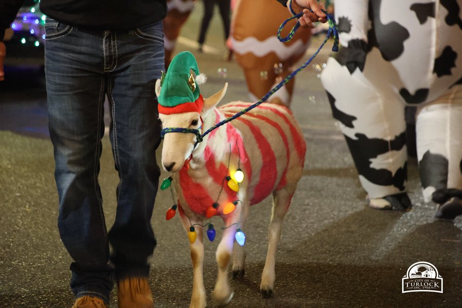 A sheep dressed as a candy cane with an elf hat and string lights at the Christmas Parade