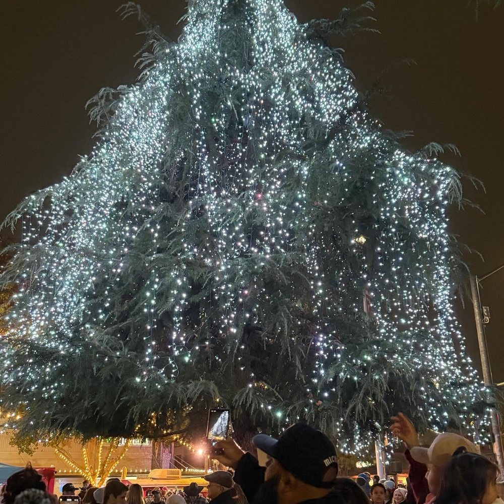 Downtown Turlock holiday tree lit with thousands of white lights